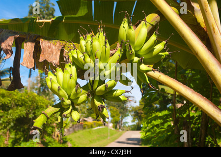 Reihe von reifen Bananen an einem Baum Stockfoto