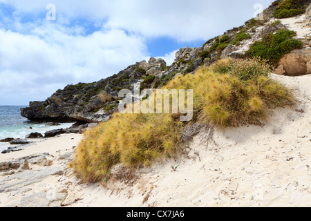 Spinifex longifolius, allgemein bekannt als Strand Spinifex bei Sittich Bay Beach wachsende Stockfoto