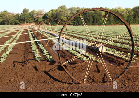 Beregnungs-und Bewässerungstechnik im Bereich Landwirtschaft Stockfoto