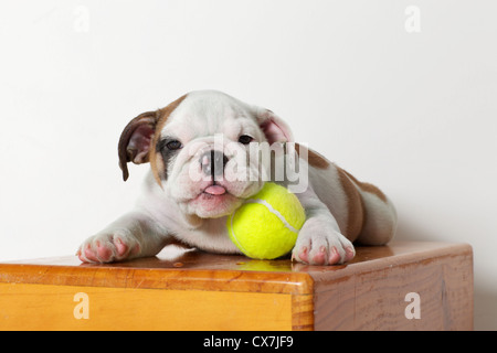 Englische Bulldogge Welpen mit Tennisball Stockfoto