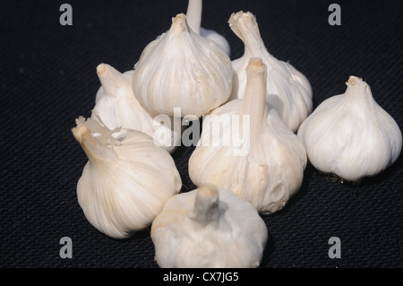 Knoblauch Allium Sativum, Knoblauch, umgangsprachlich ist eine Art der Gattung Zwiebel Stockfoto