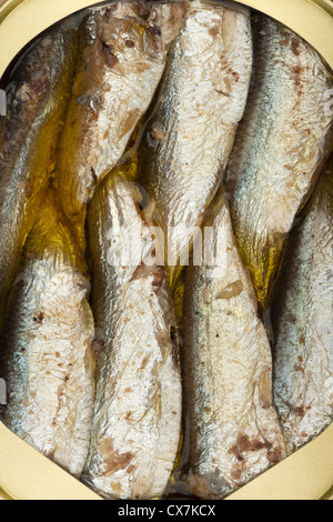 Sardinen in einer Dose verpackt Stockfoto