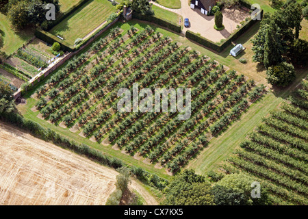 Luftaufnahme von einer Apfelplantage in Kent Stockfoto