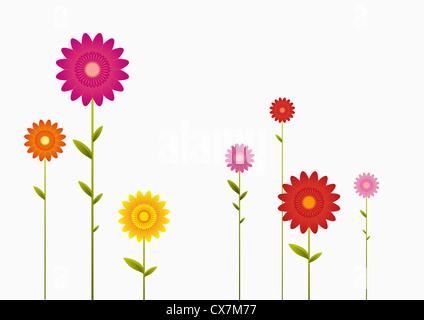 Verschiedene Farben und Größen der Gerbera Daisies in Folge Stockfoto