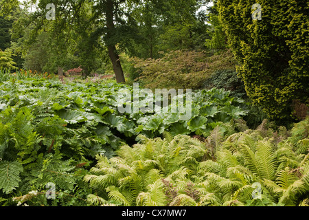 Streamside Pflanzen bei RHS Garden Harlow Carr in der Nähe von Harrogate in North Yorkshire, England Stockfoto