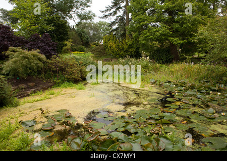 Einem Teich umgeben von alten Bäumen an RHS Garden Harlow Carr, in der Nähe von Harrogate in North Yorkshire, England Stockfoto