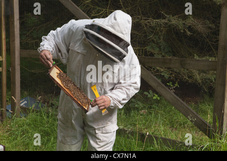 Ein Biene-Keeper hält eine Honigwabe während einer Bienenzucht-Anzeige in Harlow Carr RHS Gardens Stockfoto