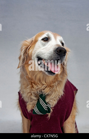 Ein golden Retriever mit einer Krawatte und Pullover Weste Stockfoto