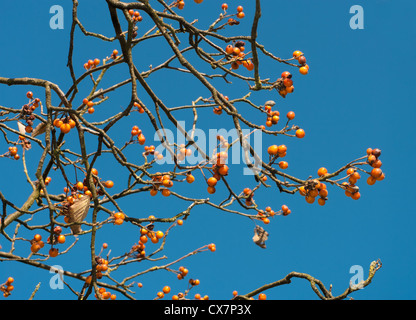 Baum mit roten Vogelbeeren im Herbst vor einem gesättigten blauen Himmel Stockfoto