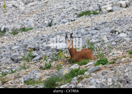 Gämse (Rupicapra Carpatica) Stockfoto