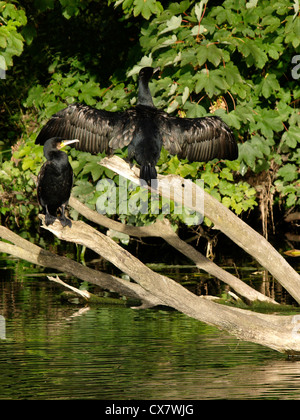 Kormorane Phalacrocorax Carbo Great Ouse River, St Neots, UK Stockfoto
