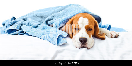 Sehr kranken Hund isoliert auf einem weißen Hintergrund. Stockfoto