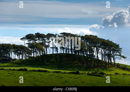 Bewaldeten Hummock kleine Knoll Hügel Hügel Stockfoto