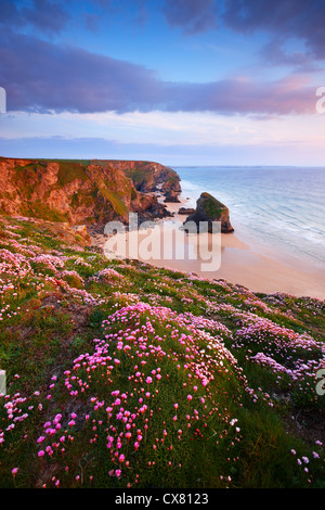 Anfang des Sommers auf der Klippe mit Blick auf Carnewas und Bedruthan Steps Stockfoto