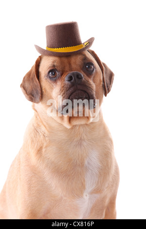 Puggle Portrait Stockfoto