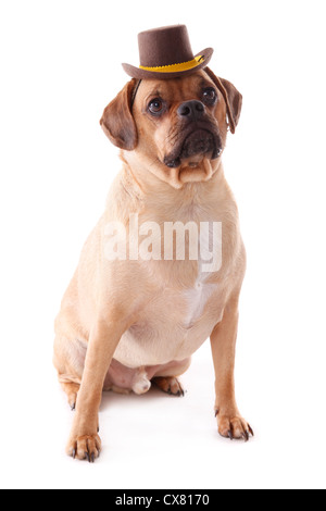 Puggle sitzen Stockfoto