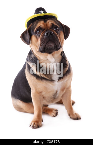 Puggle sitzen Stockfoto