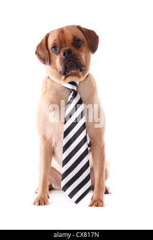 Puggle sitzen Stockfoto