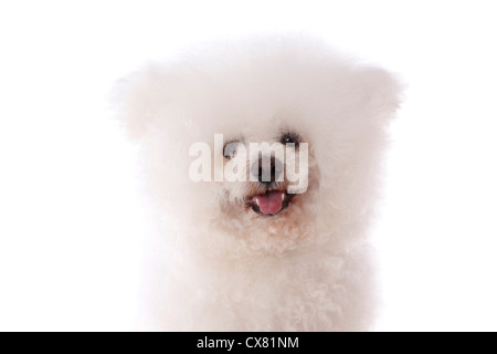 Bichon Frise-Portrait Stockfoto