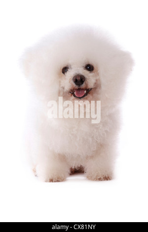 Bichon Frise sitzt Stockfoto