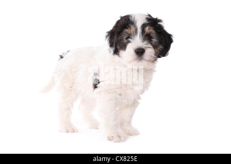 Polnischen Tiefland Schäferhund Welpen Stockfoto