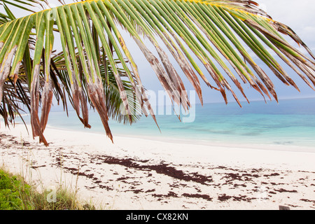 Ein Palmwedel hängt über den rosa Sand der Long Beach Hope Town, Elbow Cay Abacos, Bahamas. Stockfoto