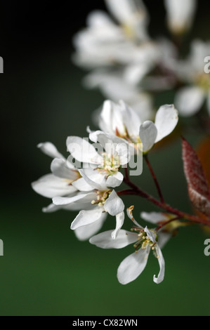 Amelanchier Canadensis weiße Blumen Blume Blüte blühende Blüte Frühling Shadbush Elsbeere Stockfoto