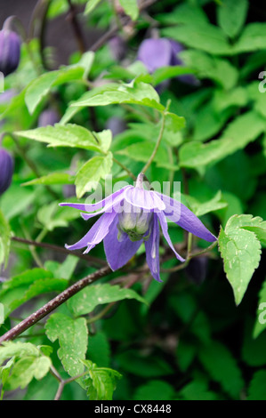 Clematis Alpina violett blau Blumen Frühling blühenden Closeup selektiven Fokus Kletterrosen Klettern Pflanzenportraits mehrjährige Stockfoto