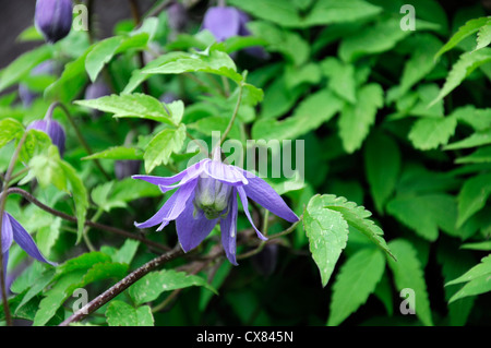 Clematis Alpina violett blau Blumen Frühling blühenden Closeup selektiven Fokus Kletterrosen Klettern Pflanzenportraits mehrjährige Stockfoto