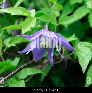 Clematis Alpina violett blau Blumen Frühling blühenden Closeup selektiven Fokus Kletterrosen Klettern Pflanzenportraits mehrjährige Stockfoto