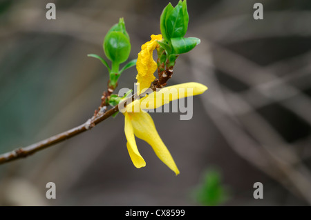 Forsythia intermedia Spectabilis Frühling Pflanze Porträts Closeup Blumen, blühenden Sträuchern goldene gelbe Laub Stockfoto