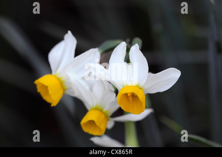 Narcissus Canaliculatus Zwerg Tazetta Arten weiße gelbe Narzisse Blumen Blüte Blüte Multi Kopf blühenden Frühling geleitet Stockfoto