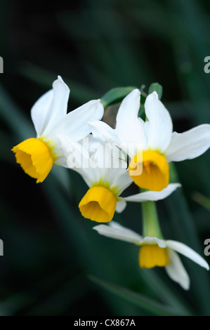 Narcissus Canaliculatus Zwerg Tazetta Arten weiße gelbe Narzisse Blumen Blüte Blüte Multi Kopf blühenden Frühling geleitet Stockfoto