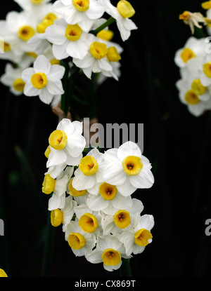 Narzisse Geranie Tazetta Multi Kopf Weiße Narzisse gelbe Blume Blumen Narzissen Narzissen Blumenzwiebeln Frühling Blüte Blüten Stockfoto