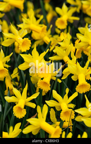 Narzisse Peeping Tom Zwerg Cyclamineus Div 6 frühen Hybrid lange, schmale Trompete flammte aufgebogen Blütenblätter goldgelb Stockfoto