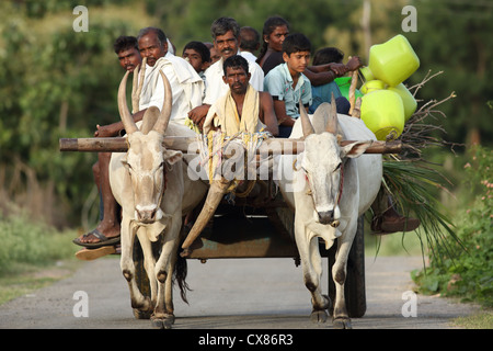 Ochsenkarren transportieren Dorfbewohner Andhra Pradesh in Indien Stockfoto