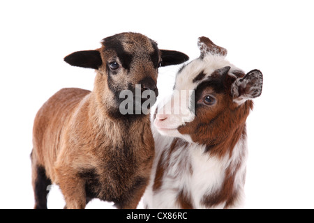 Yeanling Ziege und Yeanling Lamm Stockfoto