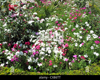 Ein Bett aus Blumen schöne unterschiedliche Farbe (weiß, rosa, lila, rot und andere) in einem Garten, der viele Besucher angezogen. Stockfoto