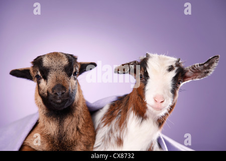 Yeanling Ziege und Yeanling Lamm Stockfoto