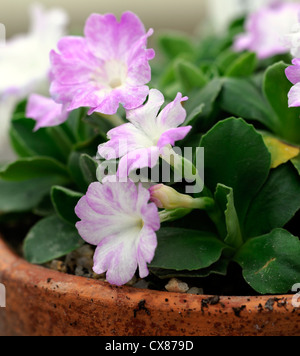 Primula Allionii Ethel Wilkes rosa Blüten Primel Flora Blumen Blüte Blüte rosa Makro Nahaufnahme hautnah Stockfoto