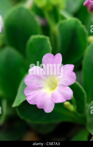 Primula Allionii X broxbourne Blumen Primel Flora Blumen Blüte Blüte rosa Makro Nahaufnahme hautnah Stockfoto