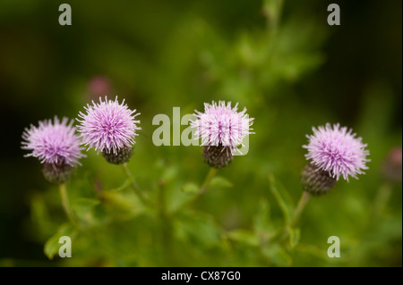 Schleichende Distel wachsen wild auf einer Wiese in Aviemore.  SCO 8523 Stockfoto