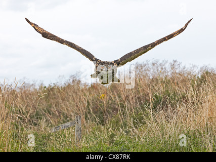 Europäische Adler-Eule Bubo Bubo fliegen Stockfoto