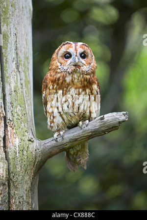 Tawney Eule Strix Aluco thront in einem Baum Stockfoto