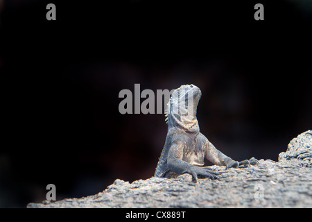 Leguan in freier Wildbahn mit schwarzem Hintergrund schossen auf den Galapagos-Inseln Stockfoto