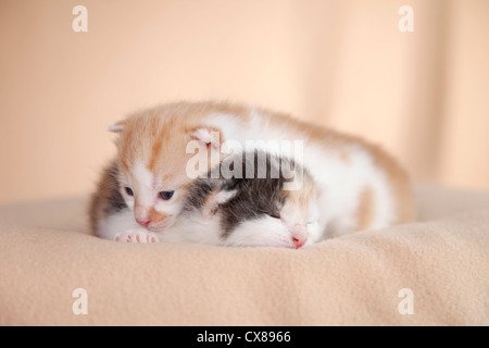 neugeborenes Kätzchen Stockfoto