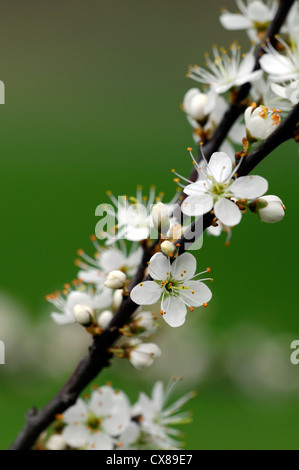 Prunus Spinosa Blackthorn weißen Blumen blühen Frühling Pflanzenportraits Laubbäume Baum Blüte Blüte Stockfoto