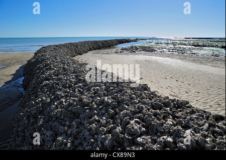 Alte mittelalterliche Fisch Sperre / Écluse, traditionelle Art der Fallenjagd Fisch bei Ebbe auf der Insel Ile de Ré, Charente-Maritime, Frankreich Stockfoto