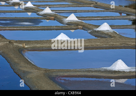 Pfähle auf Salzpfanne für die Produktion von Fleur de Sel / Meersalz entlang der Küste auf der Insel Ile de Ré, Charente Maritime, Frankreich Stockfoto