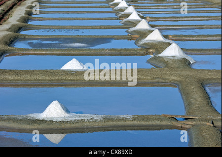 Pfähle auf Salzpfanne für die Produktion von Fleur de Sel / Meersalz entlang der Küste auf der Insel Ile de Ré, Charente-Maritime, Frankreich Stockfoto